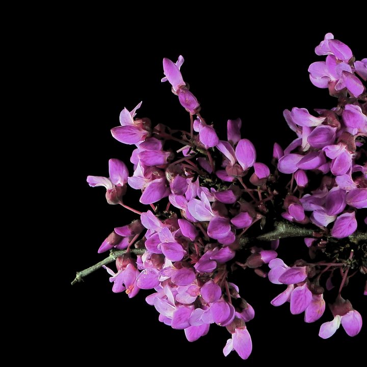 Western Redbud