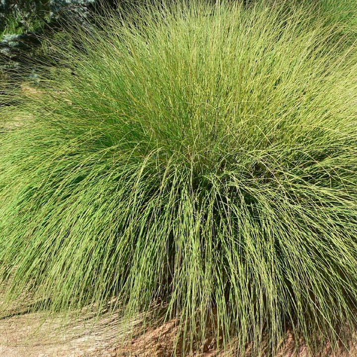 Deergrass