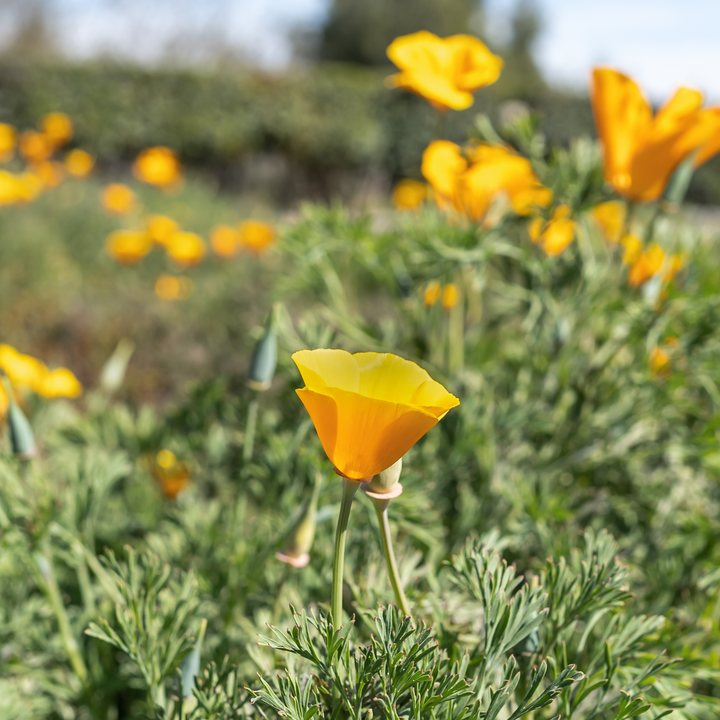 California Poppy