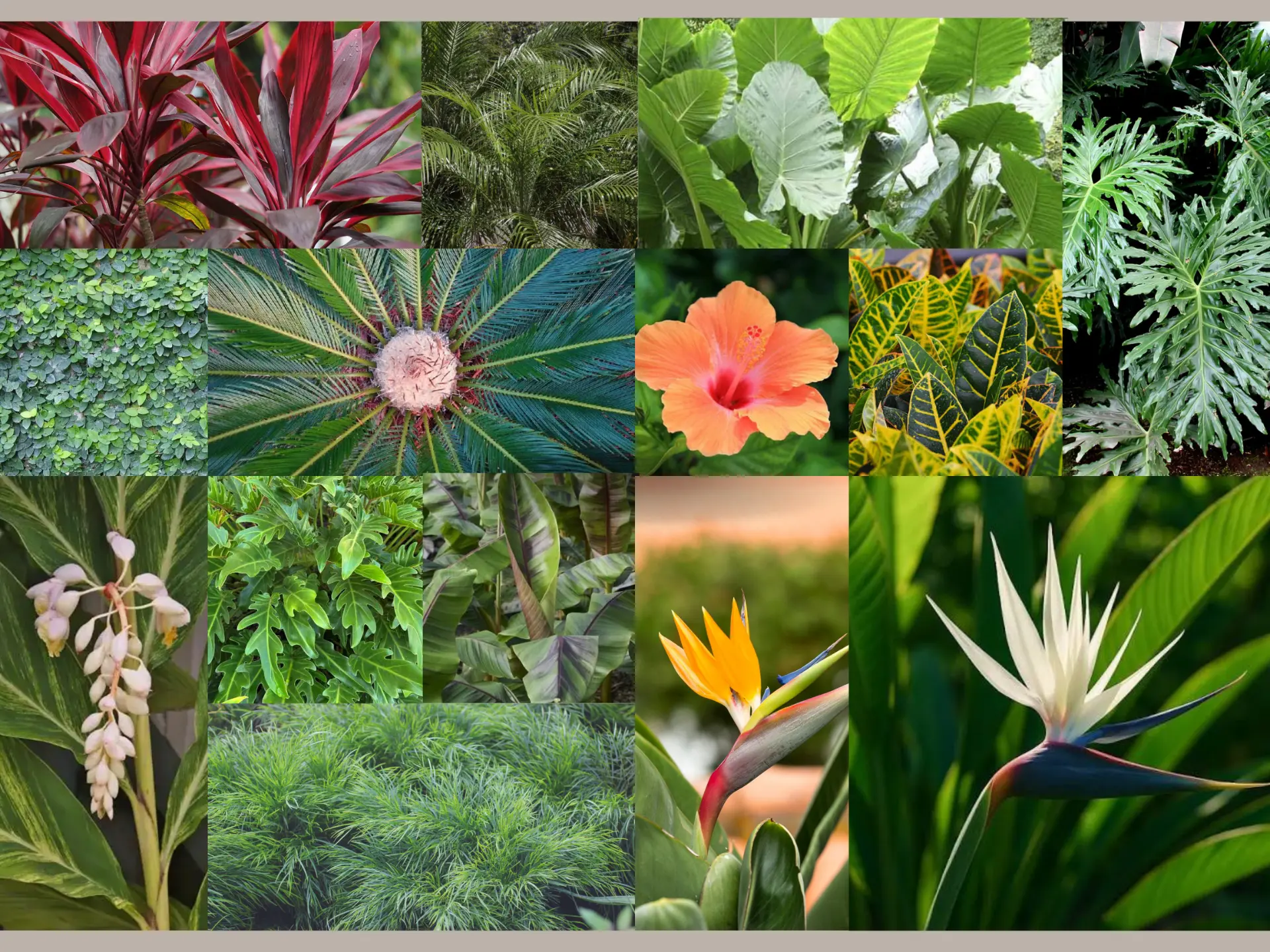 Tropical garden mood board