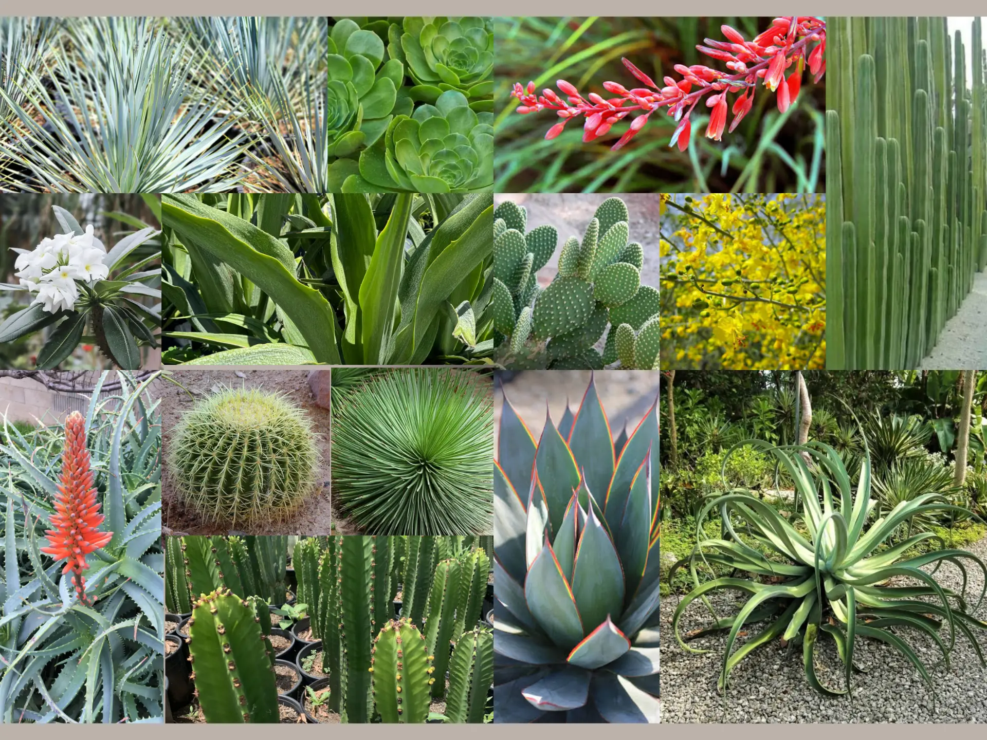 Desert garden mood board