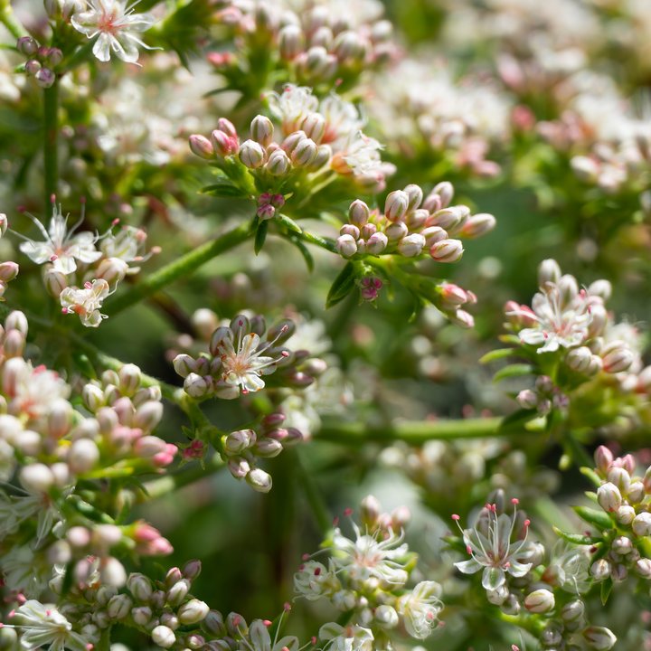 California Buckwheat