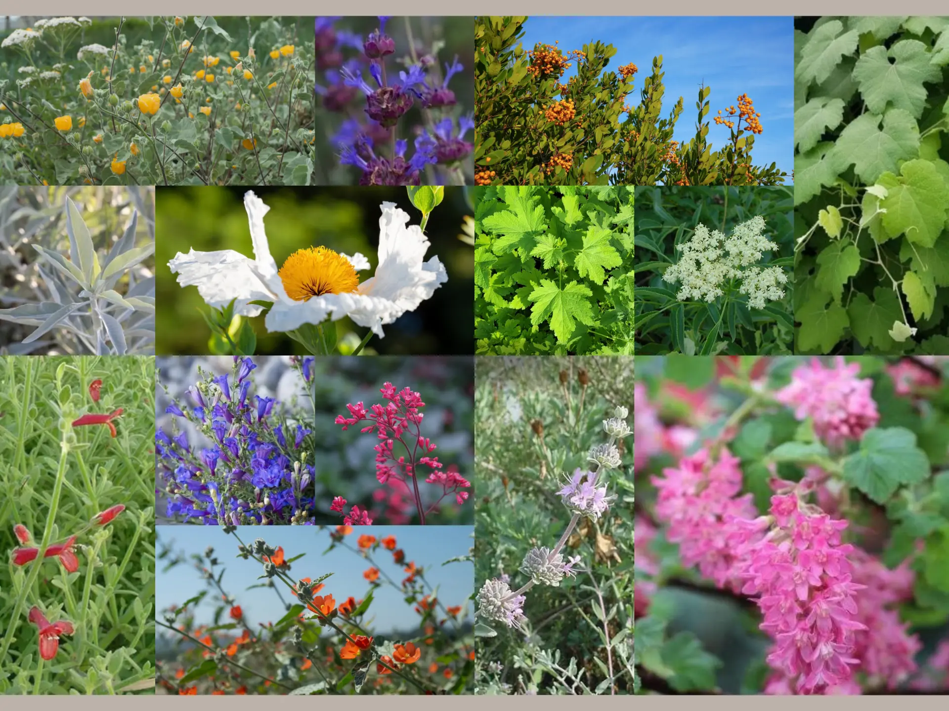 California Native garden mood board