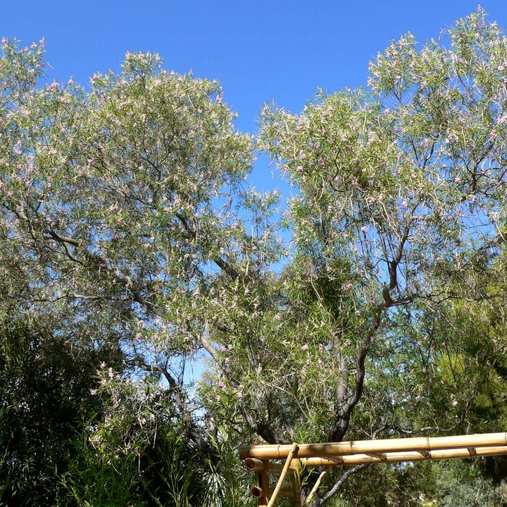 Desert Willow