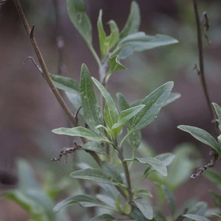 California Bush Sunflower