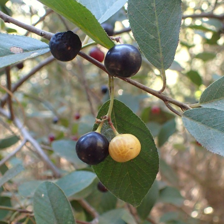 Coffeeberry
