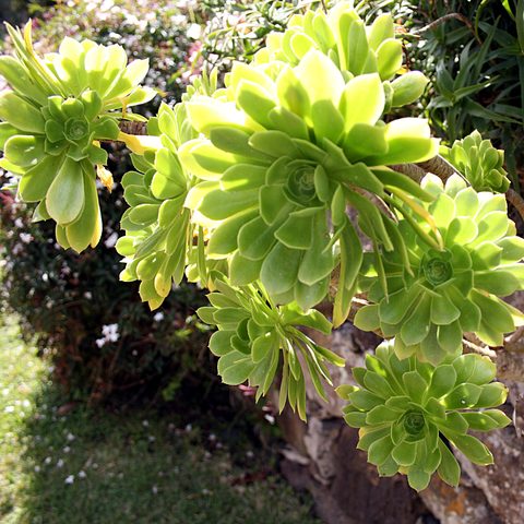 Aeonium