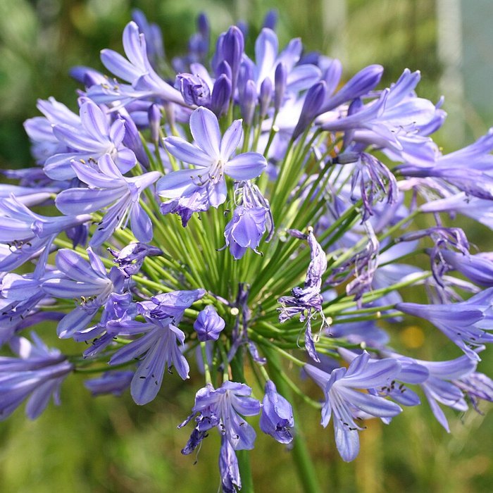 Agapanthus