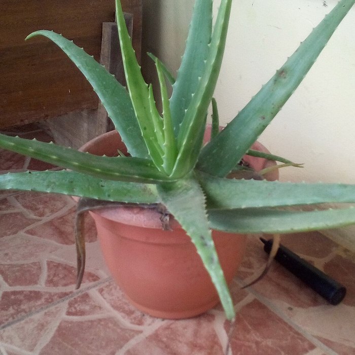 Aloe Vera
