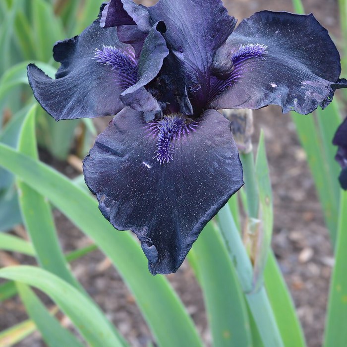 Bearded Iris