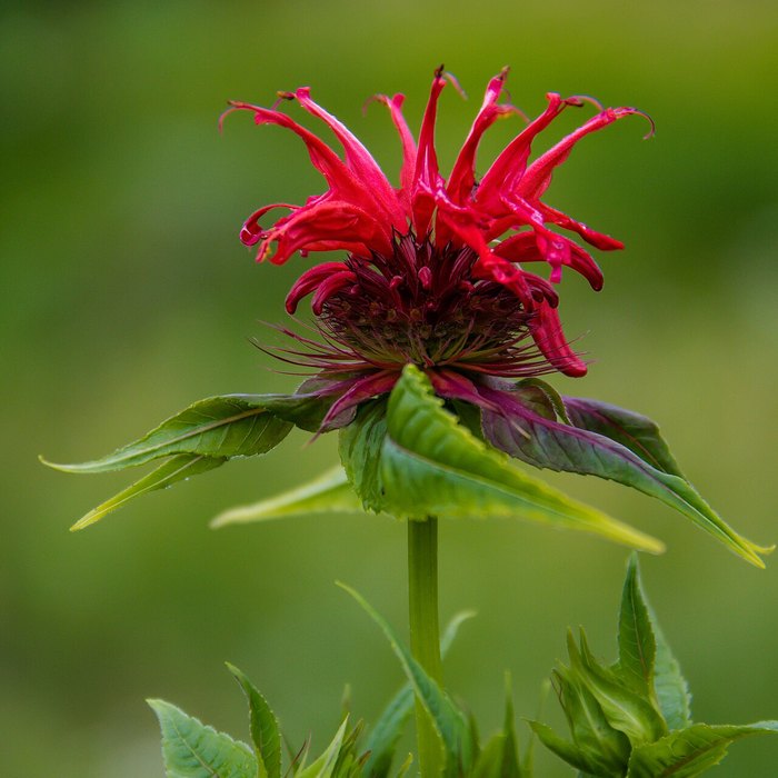 Bee Balm