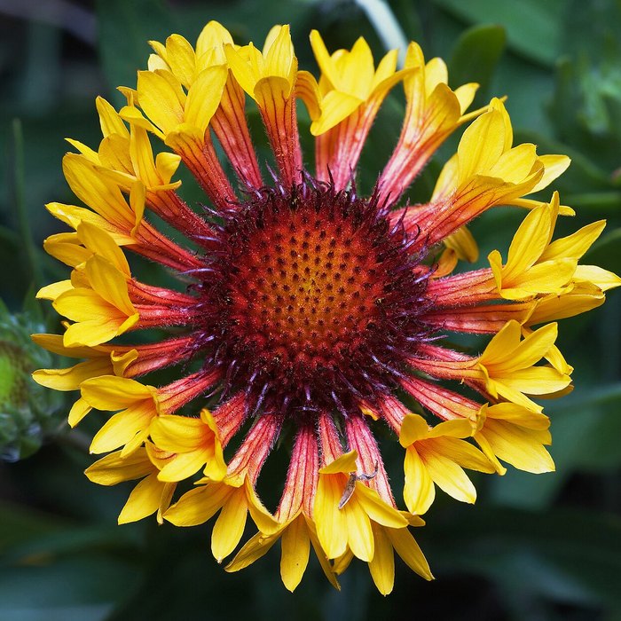 Blanket Flower