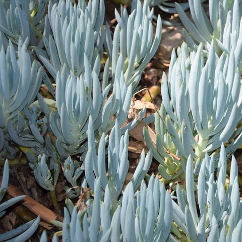 Blue Chalksticks (Senecio)