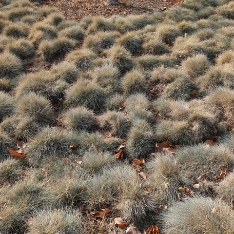 Blue Fescue