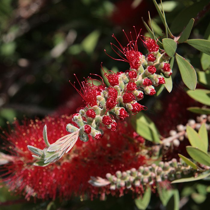 Bottlebrush