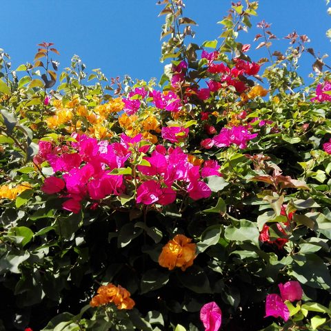 Bougainvillea