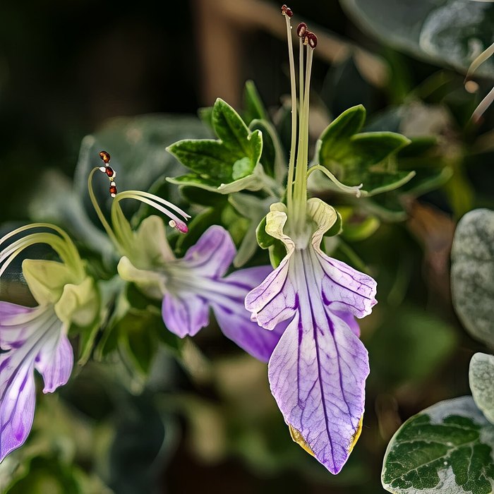 Bush Germander
