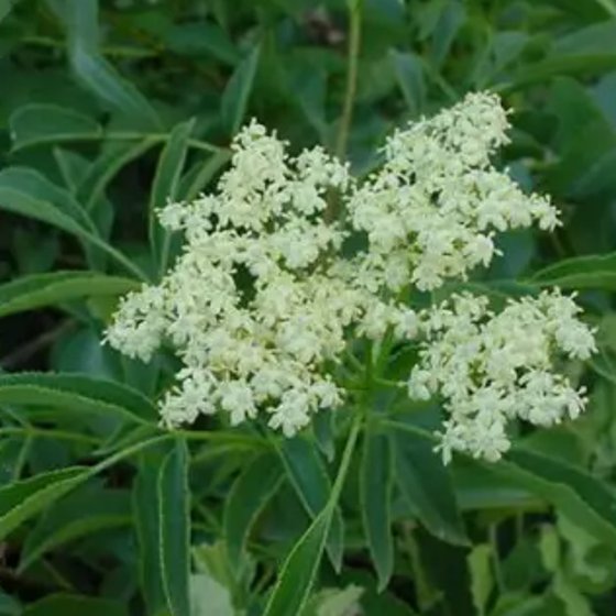 Blue Elderberry