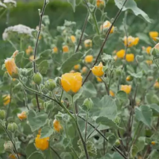 Bush Poppy