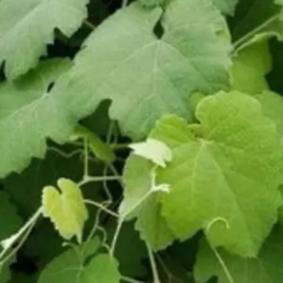 California Wild Grape