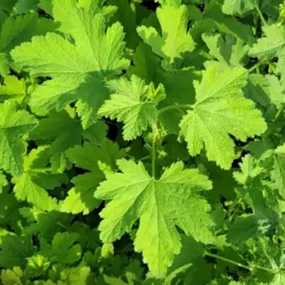Chaparral Currant