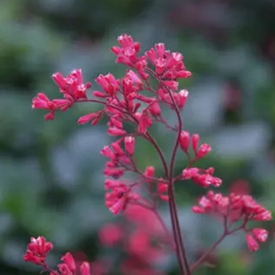 Coral Bells (Heuchera)