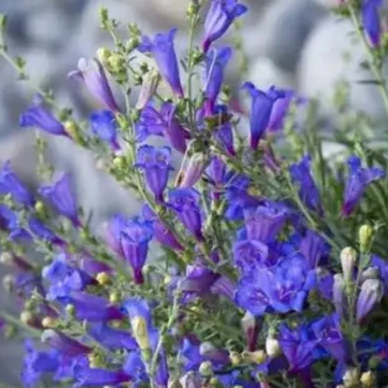 Foothill Penstemon