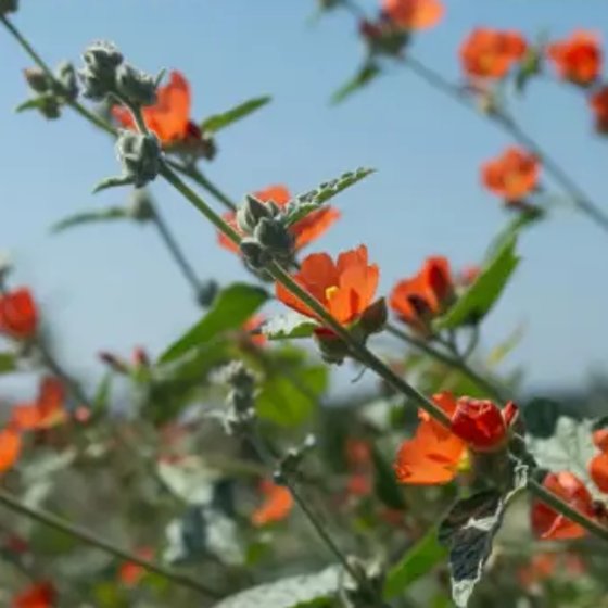 Globe Mallow