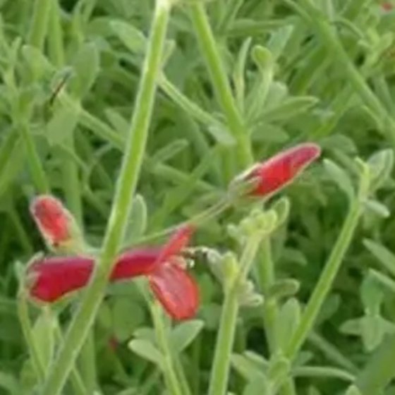 Island Snapdragon