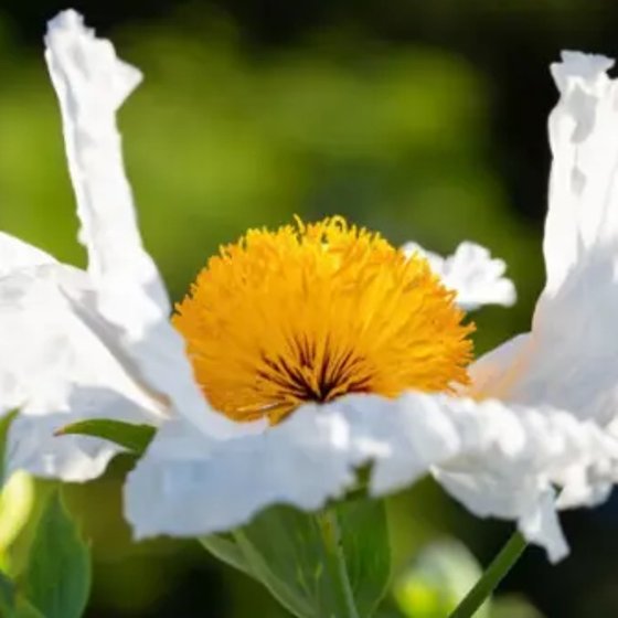 Matilija Poppy