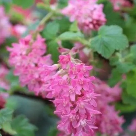 Pink Flowering Currant