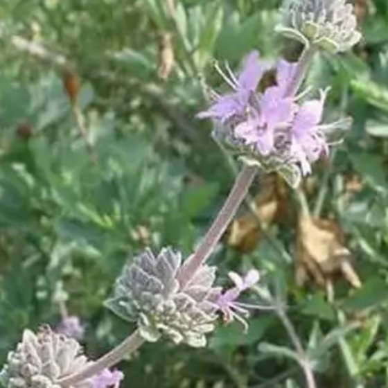 Purple Sage