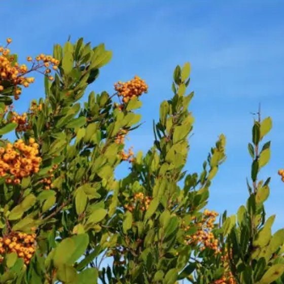 Toyon