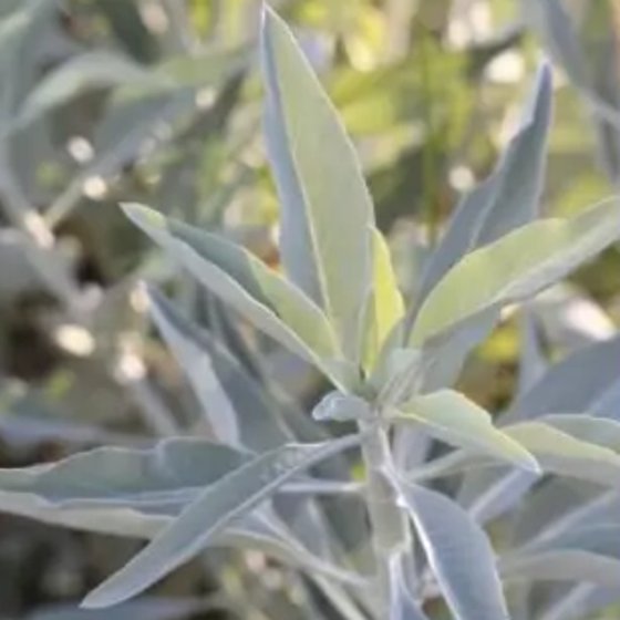 White Sage