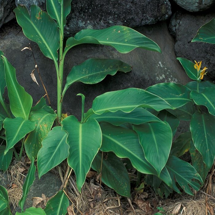 Canna Lily