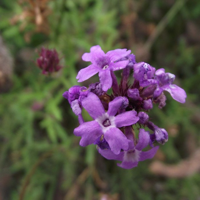 Catalina Verbena