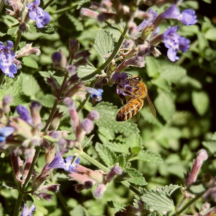 Catmint