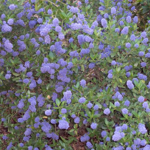 Ceanothus (California Lilac)