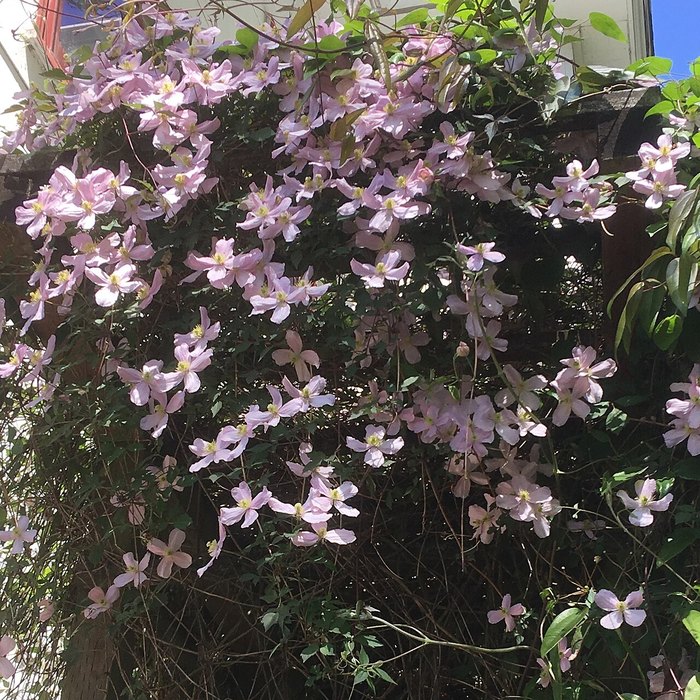 Clematis