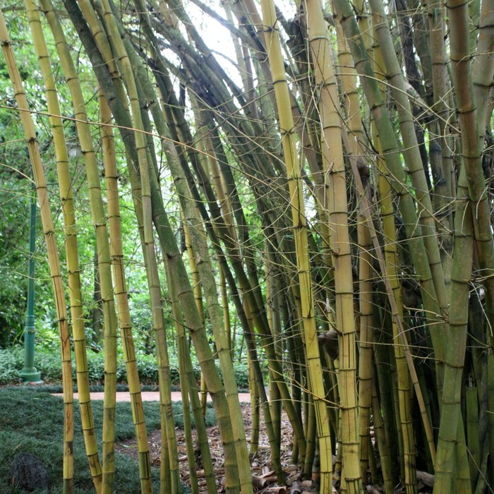 Clumping Bamboo