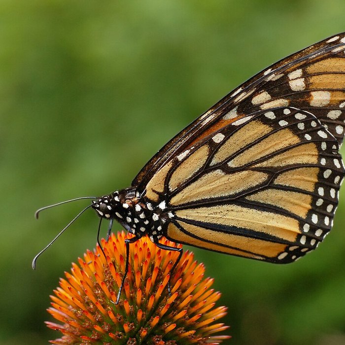 Coneflower