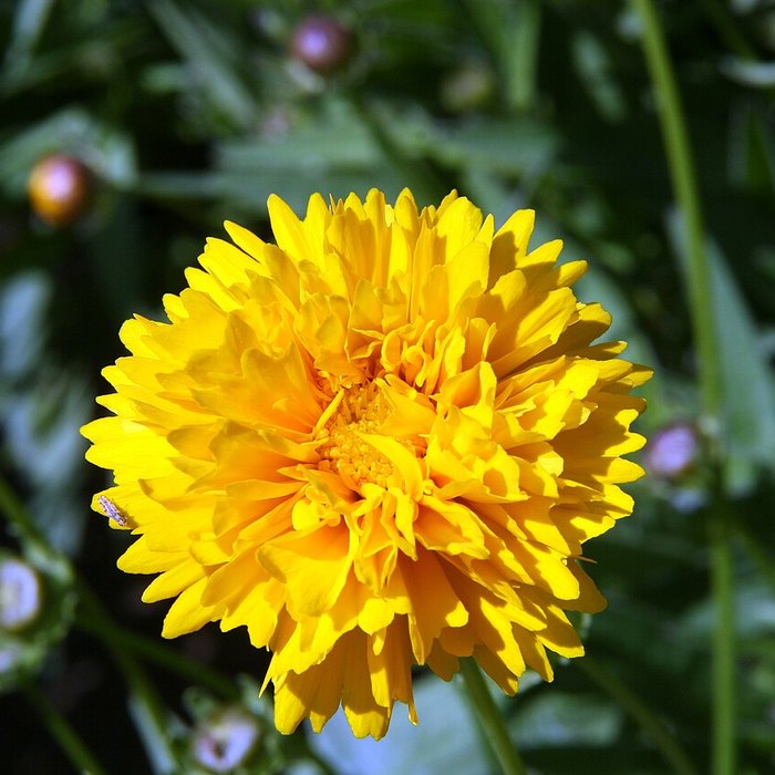 Coreopsis