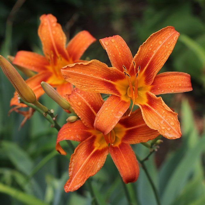 Daylily