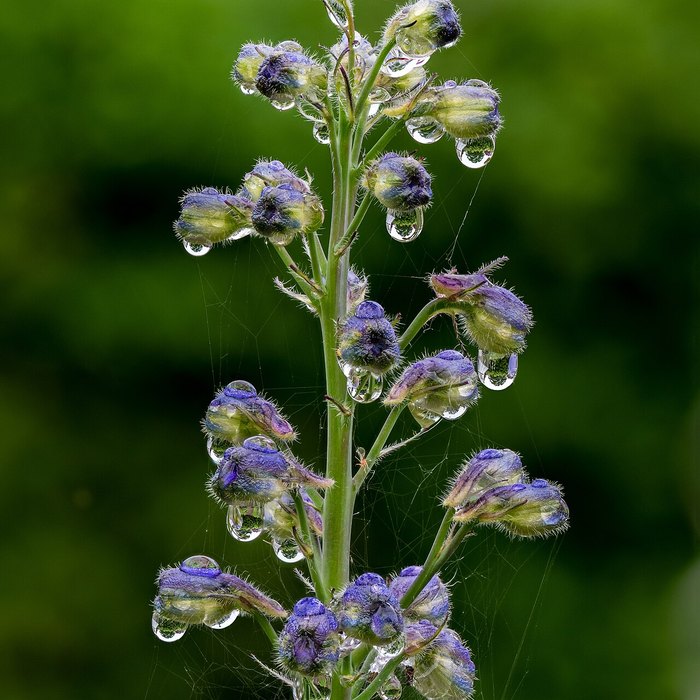 Delphinium