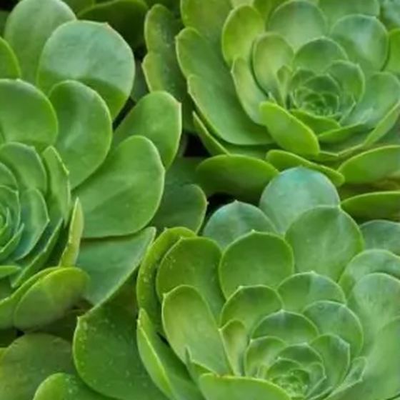 Aeonium