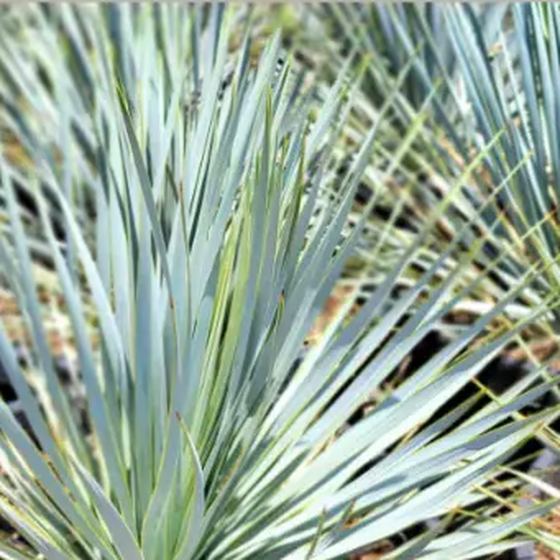 Blue Beaked Yucca