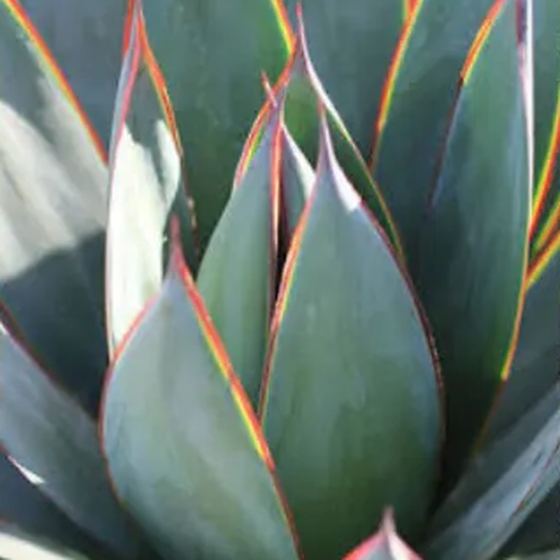 Blue Glow Agave
