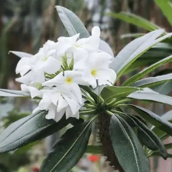Bridal Bouquet Plumeria