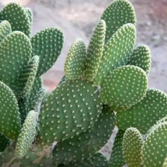 Bunny Ear Cactus