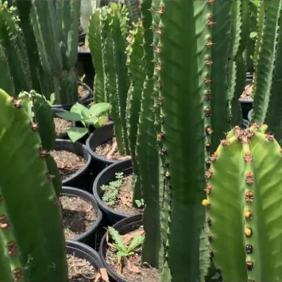 Candelabra Euphorbia